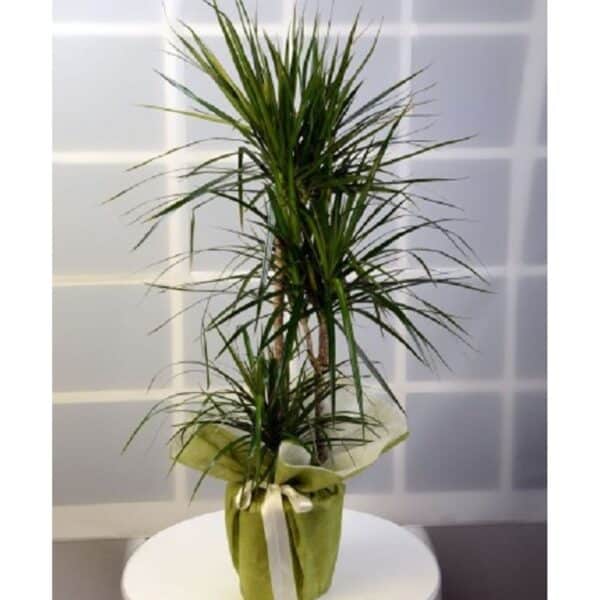 marginata