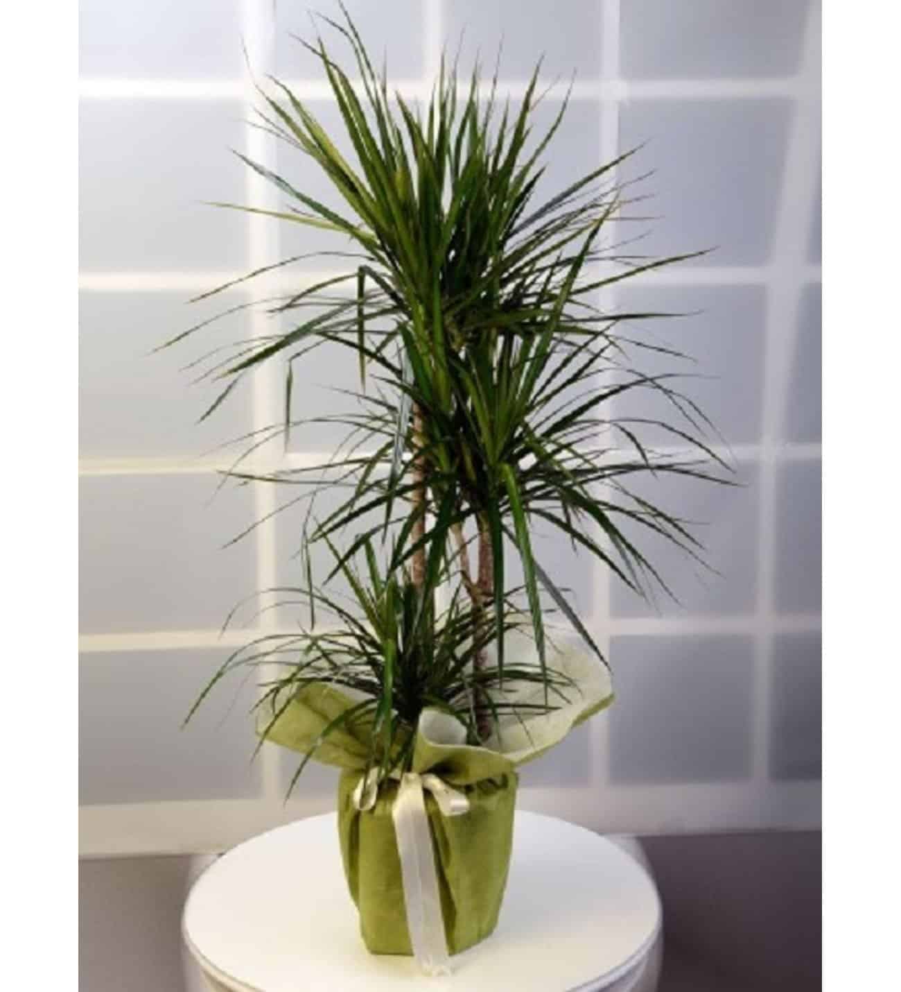 marginata