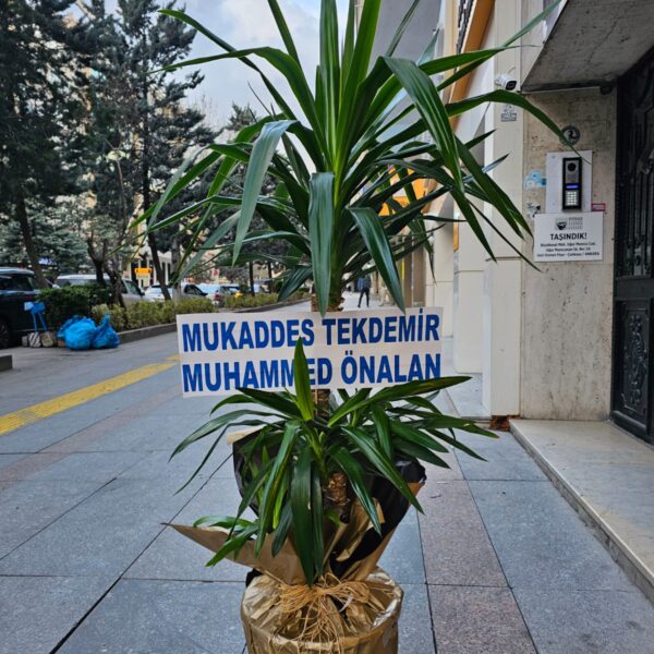 yuka çiçeği